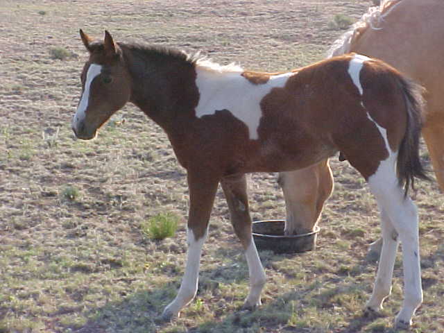 A real fine colt!