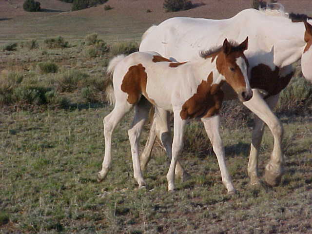 Awesome filly!